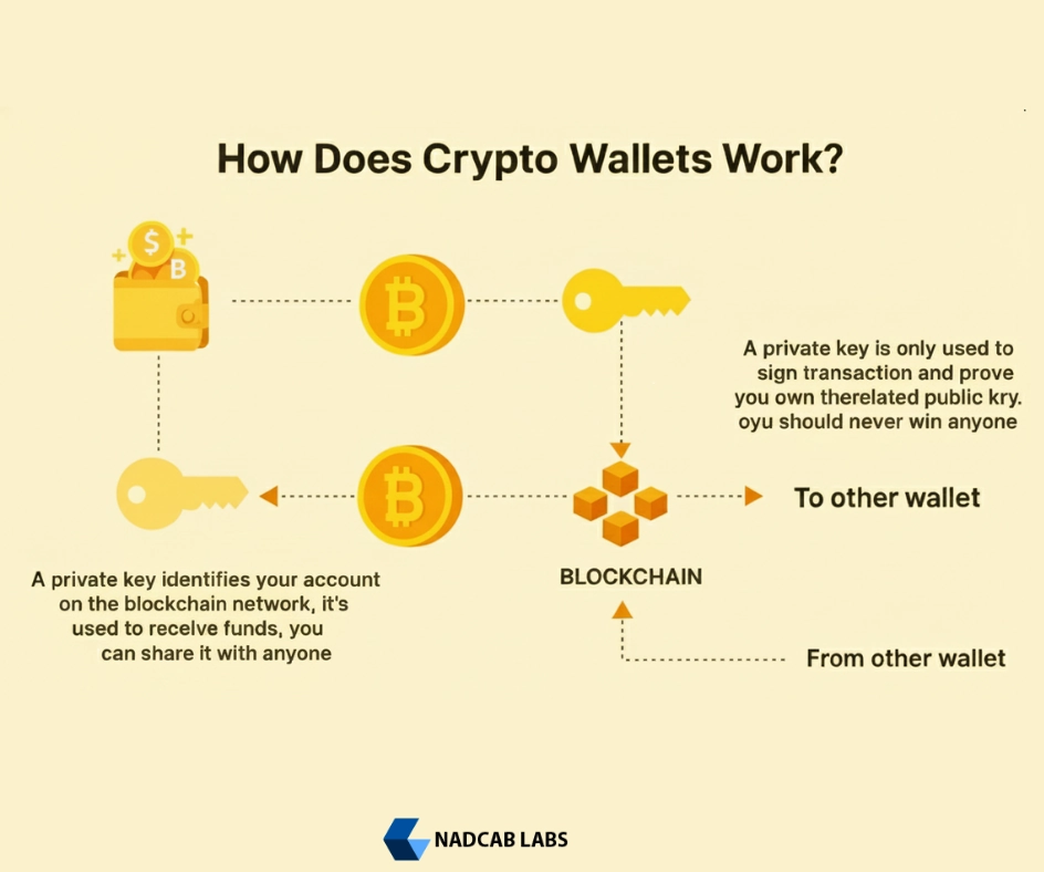 Crypto wallet infographic explaining who controls private keys in each wallet type